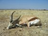 jagdt-namibia-56.jpg