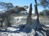 feuer-namibia-22.jpg