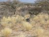 jagdt-namibia-34.jpg