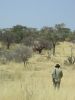 jagdt-namibia-60.jpg