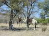 reiten-namibia-106.jpg