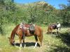 reiten-namibia-11.jpg
