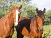reiten-namibia-118.jpg