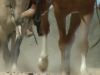 reiten-namibia-12.jpg