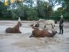 reiten-namibia-123.jpg