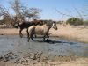 reiten-namibia-126.jpg