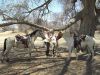 reiten-namibia-135.jpg