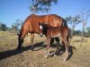 Filename=reiten-namibia-17.jpg
Filesize=754KB
Dimensions=1600x1200
Date added=Apr 16, 2008 reiten-namibia-17.jpg