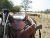 reiten-namibia-20.jpg