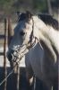 reiten-namibia-24.jpg