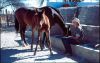 reiten-namibia-32.jpg