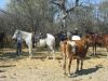 reiten-namibia-33.jpg