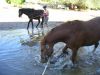 reiten-namibia-51.jpg