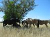 reiten-namibia-52.jpg