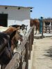 reiten-namibia-58.jpg
