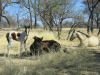 reiten-namibia-60.jpg