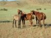 Filename=reiten-namibia-63.jpg
Filesize=173KB
Dimensions=1024x768
Date added=Apr 16, 2008 reiten-namibia-63.jpg