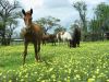 reiten-namibia-71.jpg