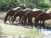 reiten-namibia-80.jpg