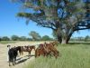 reiten-namibia-93.jpg