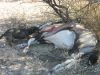 Filename=team-namibia-24.jpg
Filesize=246KB
Dimensions=1600x1200
Date added=Feb 27, 2008 team-namibia-24.jpg