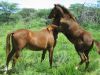 20_Dollar+Lesotho_Star_4_22_3_08_jpg.JPG