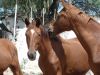 DSC04167_WEB.JPG