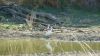 k-African_Spoonbill_2_16__Sep_2011.JPG