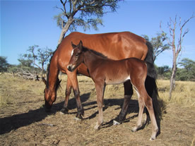 Wildpferd Namibia