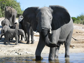 Neuigkeiten Reiten Jagen Urlaub in Namibia - dieses Bild knnen Sie durch anklicken vergrern.