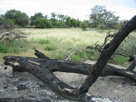 Neuigkeiten Reiten Jagen Urlaub in Namibia - dieses Bild knnen Sie durch anklicken vergrern.
