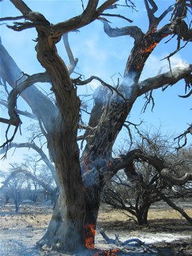 New November Namibia