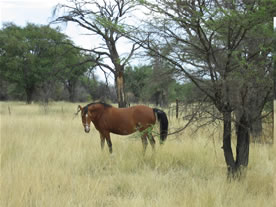 New November Namibia