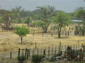 New November Namibia